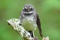 A Grey Fantail, a small, fluffy, grey-and-white bird with white eyebrow-markings giving it an "angry" expression.