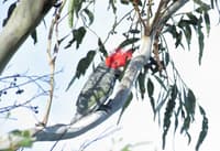 Gang-gang Cockatoo in a tree.