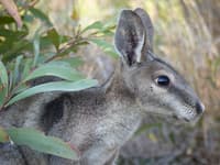 A Bridled Nail-tail Wallaby (Flashjack) at Avocet Reserve.