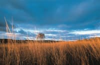 Field of native bluegrass.