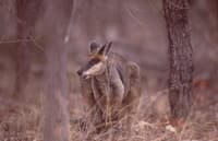 Swamp Wallaby.