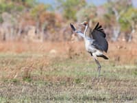 Dancing Brolga. Photo Alec Brennan.
