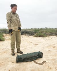 Dr Pippa Kern watches a snake released from funnel trap.
