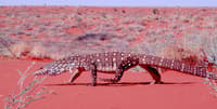 Monitor Goanna.