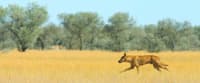 Dingo moving through open Gidyea woodland.