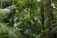 Fan Palm canopy at Fan Palm Reserve - Southern Cassowary habitat.
