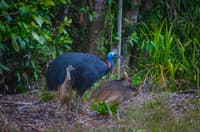 A father Southern Cassowary with chicks.