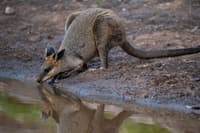 Swamp Wallaby drinking.