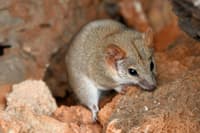 A Fat-tailed False Antechinus, a tiny carnivorous marsupial.