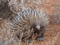 Short-beaked Echidna at Boolcoomatta in South Australia.