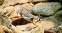 Yellow-footed Rock Wallaby.