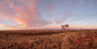 Lone tree  on Boolcoomatta. with red clouds. Photo Peter Ashton