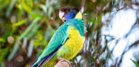 Port Lincoln Ringneck Parrot