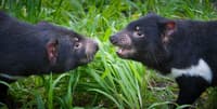 Tasmanian Devils.