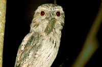 Tawny Frogmouth at night.