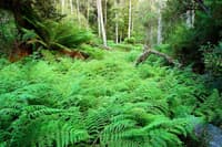 A valley of Bracken Fern grows amongst Black Wattle trees at Liffey River Reserve.