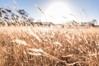 Native grasses in the Tasmanian Midlands.