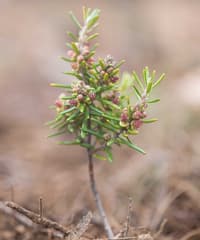 Tasmanian Bertya seedling.
