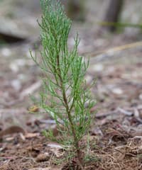 South Esk Pine seedling.