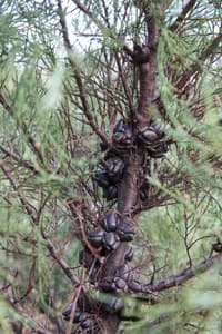 A healthy South Esk Pine with plenty of seed.