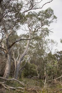 A remnant patch of the threatened Black Gum – South Esk
Pine Forest, South Esk Pine Reserve.