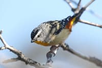 Spotted Pardalote.