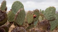 Fruiting Wheel Cactus.