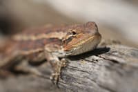 Jacky Dragon sunning on a log.