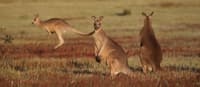 Eastern Grey Kangaroos.