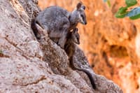 Black-flanked rock wallaby (Petrogale lateralis) with young, Pilgonoman Gorge, Cape Range National Park, Western Australia. Photo by Bruce Webber