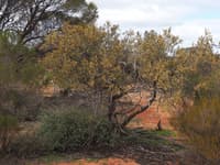 Sandalwood, a hemiparasitic, needing to extract nutrients from other plants when it's a seedling.