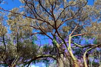 Canopy of a mature York Gum tree at Charles Darwin Reserve.