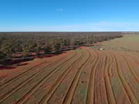 Aerial view of revegetation works at Eurardy Reserve, WA.