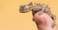 Tiny juvenile Thorny Devil clinging to the top of a human thumb and looking grumpy.