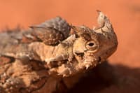 A Thorny Devil, an unusual, sandy-coloured lizard with a flat face and spines of difference sizes sticking out all over its body, on the ground at Hamelin Reserve.