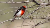 Red-capped Robin.