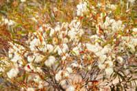 Flowering revegetation on Monjebup Reserve. Photo William Marwick.
