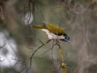 Blue-faced Honeyeater in the Tarcutta region, NSW. Photo by Annette Ruzicka.