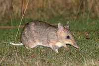 Eastern-barred Bandicoot.