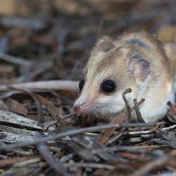 Hairy-footed Dunnart.