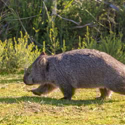 A running wombat.