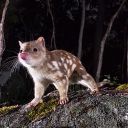 Spotted-tail quoll.