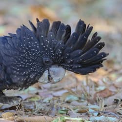 Red-tailed Black Cockatoo.
