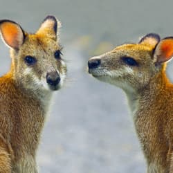Two Agile Wallabies.