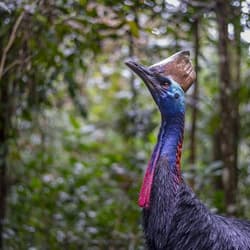 Southern Cassowary.