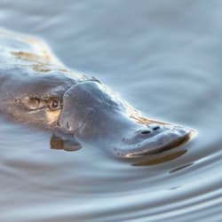Platypus.