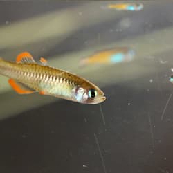 Red-finned Blue-eye.