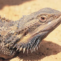 Bearded Dragon.