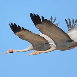 Brolgas in flight over Pilungah Reserve.