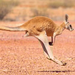 A Red Kangaroo hopping.